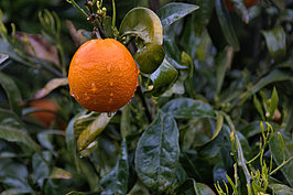 DSC06205 -1_t.jpg
